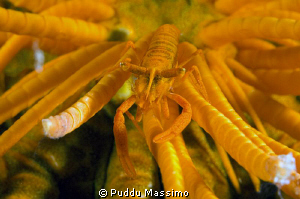 gangga island,nikon d2x 60 mm macro by Puddu Massimo 